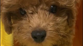 めっちゃかわいい子犬がやってきた