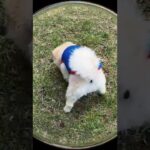 犬　癒しもふもふ