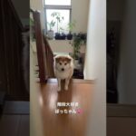 階段大好きぼっちゃん😂中に入れてよ、、、🙃#保護犬 #癒し #犬との生活