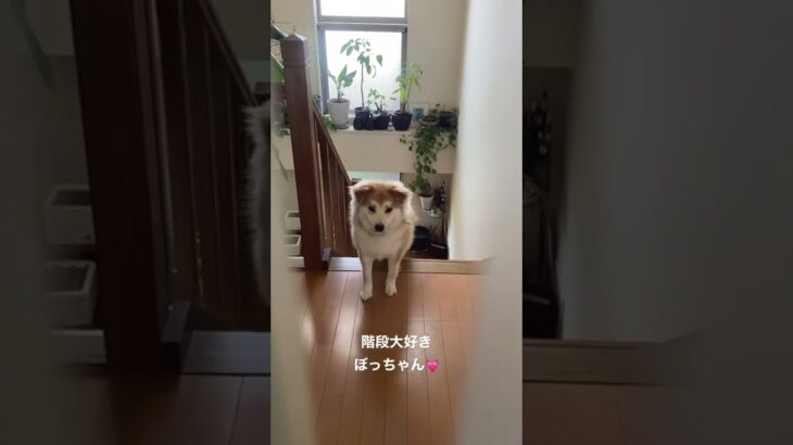 階段大好きぼっちゃん😂中に入れてよ、、、🙃#保護犬 #癒し #犬との生活