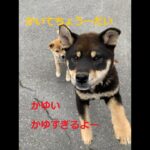 【柴犬子犬】かゆいところ探してみた