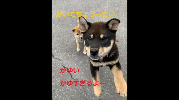 【柴犬子犬】かゆいところ探してみた