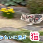 犬みたいに遊ぶ猫がかわいい❤︎メインクーンとノルウェージャンフォレストキャット