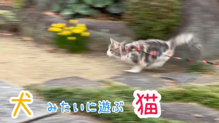 犬みたいに遊ぶ猫がかわいい❤︎メインクーンとノルウェージャンフォレストキャット