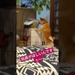 玩具を取りたい柴犬　#柴犬 #癒し動画犬 #おもしろ動画犬 #動物動画