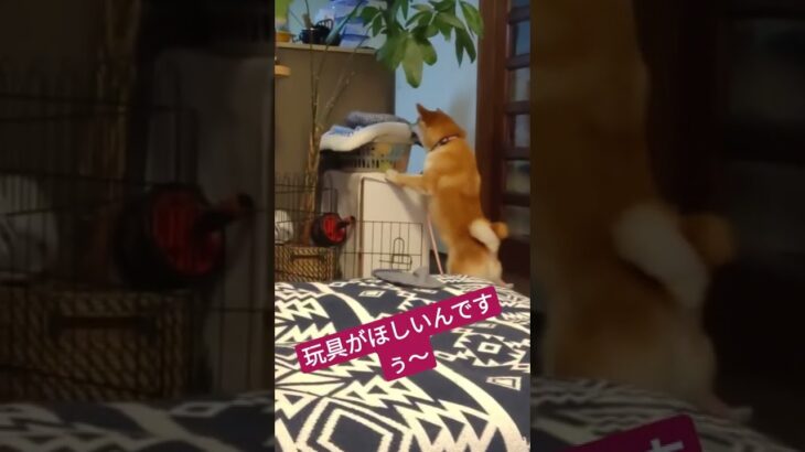 玩具を取りたい柴犬　#柴犬 #癒し動画犬 #おもしろ動画犬 #動物動画