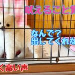 【ポメラニアン・子犬】吠えれるようになった【かわいい赤ちゃん声】#012