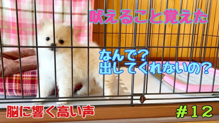 【ポメラニアン・子犬】吠えれるようになった【かわいい赤ちゃん声】#012