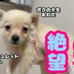 【子犬】【かわいい】はやくも犬生に絶望する生後2か月の子犬がかわいすぎる