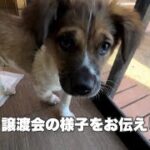 #4 かわいい子犬たちが登場します！