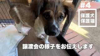 #4 かわいい子犬たちが登場します！