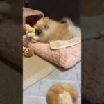 【犬と遊ぶ】世界一かわいい犬ポメラニアンBOOちゃんのぬいぐるみをプレゼントしてみたら、その反応に笑ってしまいましたw