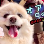 🐶 オアシス•ポメのCoCoちゃん。小型犬・癒し犬動画、Oasis・Pome’s CoCo.Small dog, healing dog 刈谷ハイウェイオアシス、刈谷スマートインターチェンジ開通