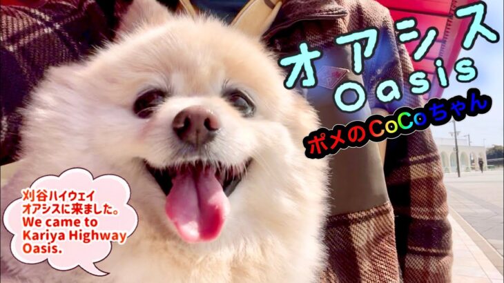 🐶 オアシス•ポメのCoCoちゃん。小型犬・癒し犬動画、Oasis・Pome’s CoCo.Small dog, healing dog 刈谷ハイウェイオアシス、刈谷スマートインターチェンジ開通