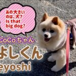 🐶 ためよしくん•ポメのCoCoちゃん。【ポメラニアン】小型犬・癒し犬動画、Tameyoshi・Pome’s CoCo.[Pomeranian] Small dog, healing dog.