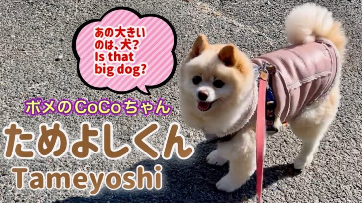 🐶 ためよしくん•ポメのCoCoちゃん。【ポメラニアン】小型犬・癒し犬動画、Tameyoshi・Pome’s CoCo.[Pomeranian] Small dog, healing dog.