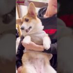 リズム感が予想超え？な無邪気で可愛いコーギー子犬【corgi 코기】