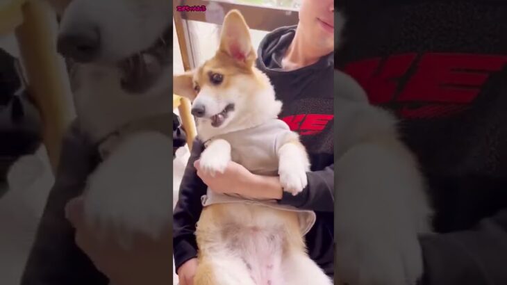 リズム感が予想超え？な無邪気で可愛いコーギー子犬【corgi 코기】