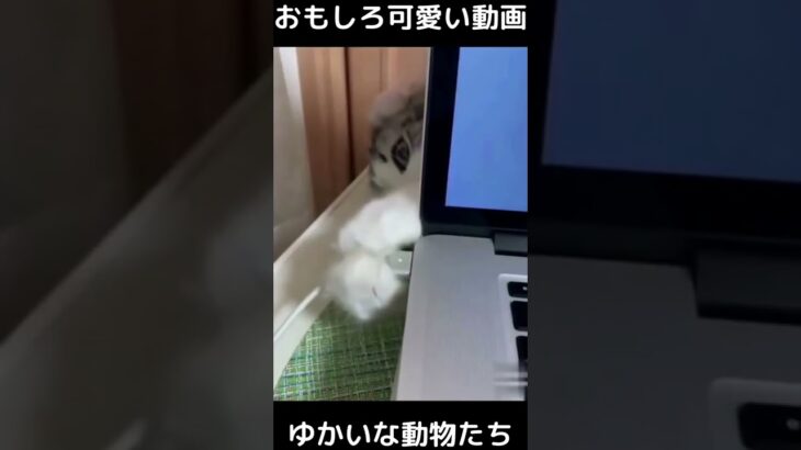 おもしろ可愛い猫と犬　ゆかいな動物たち　funny & cute cats , dogs and animals　#shorts