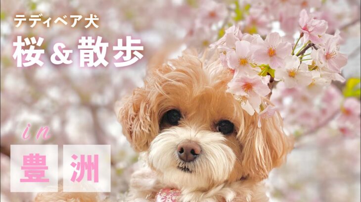 【マルプーさんぽ】桜とモナちゃん【かわいいミックス犬】東京散歩in豊洲