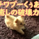 天真爛漫な性格でかわいいチワプーの子犬は一日の疲れも吹き飛びます