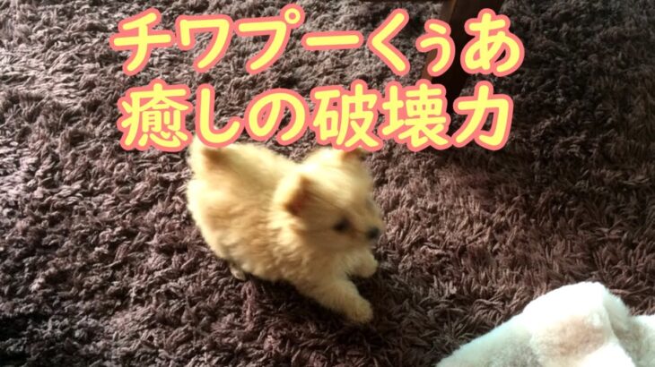 天真爛漫な性格でかわいいチワプーの子犬は一日の疲れも吹き飛びます