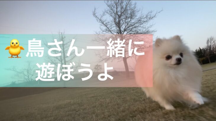 【犬の散歩】鳥さんと遊びたい❗️最後に猛ダッシュするのでお見逃しなく🐶