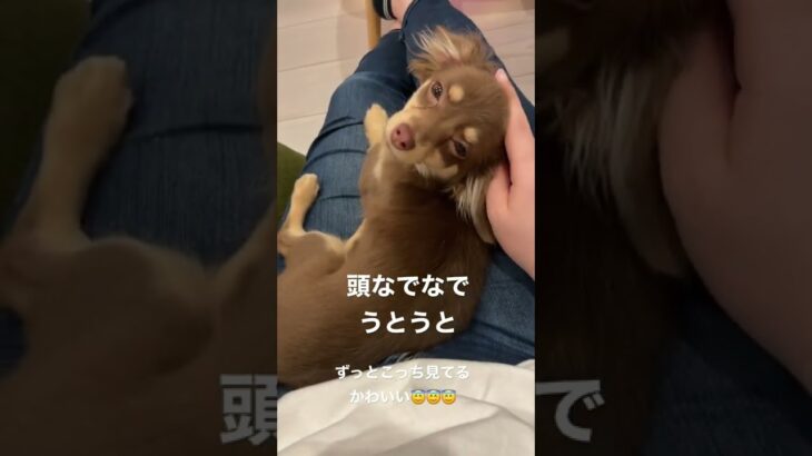 うとうとしてる子犬がかわいい…【チワックス】