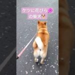 ケツに花びらの柴犬　#柴犬 #動物動画 #癒し動画犬 #おもしろ動画犬 #犬 #花びら #散歩 #桜