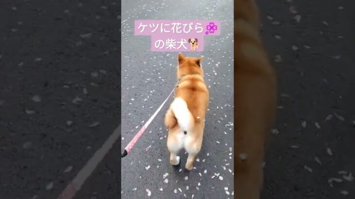 ケツに花びらの柴犬　#柴犬 #動物動画 #癒し動画犬 #おもしろ動画犬 #犬 #花びら #散歩 #桜