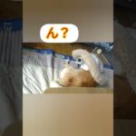 こそこそカミカミしている柴犬　#柴犬 #癒し動画犬 #おもしろ動画犬 #犬 #あざとかわいい