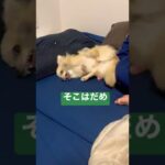 【ポメラニアン×チワワ犬】噛む遊び防止する遊び