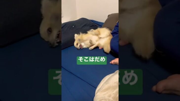 【ポメラニアン×チワワ犬】噛む遊び防止する遊び