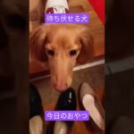 おやつを待つ犬