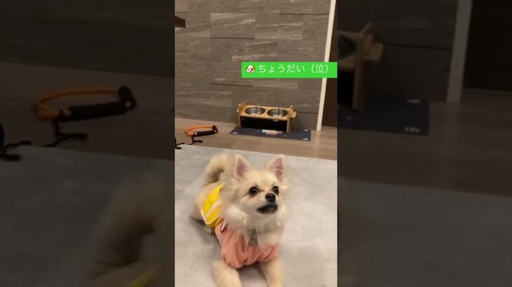 【ポメラニアン×チワワ犬】おやつ欲しさになかなかお座りできないひま🐶🐾