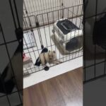 【子犬】【かわいい】びっくり起きてもすぐ眠っちゃう子犬がかわいすぎる