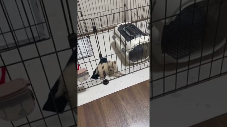 【子犬】【かわいい】びっくり起きてもすぐ眠っちゃう子犬がかわいすぎる