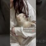 【子犬】【かわいい】目に入るもの全部食べちゃう子犬がかわいすぎる