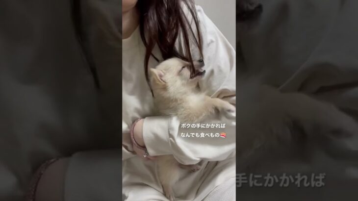 【子犬】【かわいい】目に入るもの全部食べちゃう子犬がかわいすぎる