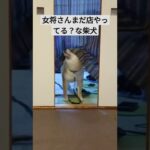 女将さんまだ店やってる？な柴犬　##癒し動画犬 #おもしろ動画犬 #閉店ガラガラ#犬 #動物動画