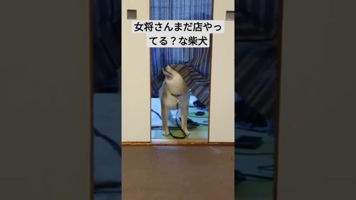 女将さんまだ店やってる？な柴犬　##癒し動画犬 #おもしろ動画犬 #閉店ガラガラ#犬 #動物動画