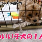 かわいい子犬の1人遊び！ロープを使ったお気に入りの遊び方