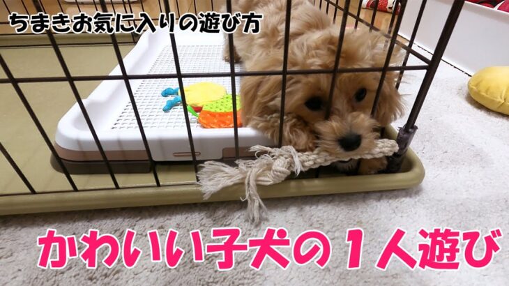 かわいい子犬の1人遊び！ロープを使ったお気に入りの遊び方