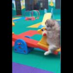 【面白い】かわいい犬と猫の動画 #3【笑える】