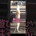 【かわいい】【Cute】小型犬と遊びたい超大型犬はるぽん😂#shorts#かわいい#borzoi#愛犬#animal#ボルゾイ#癒し#Cute#チャンネル登録お願いします