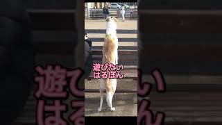 【かわいい】【Cute】小型犬と遊びたい超大型犬はるぽん😂#shorts#かわいい#borzoi#愛犬#animal#ボルゾイ#癒し#Cute#チャンネル登録お願いします