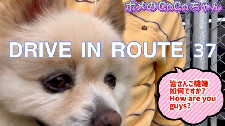 🐶 DRIVE_IN_ROUTE_37•ポメのCoCoちゃん。小型犬・癒し犬動画、Pome’s CoCo.Small dog, healing dog video.OKINAWA_FOOD_かりゆし