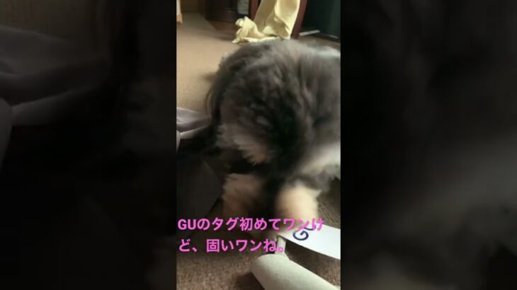 ハサミがなかったのでワンコに頼んだ(GUのタグ固いワン)