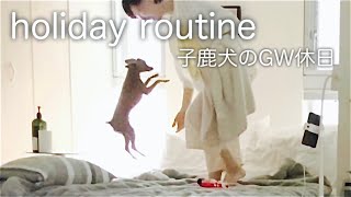 ハプニングをたてなおすドタバタだけど楽しい子鹿犬の休日／GW朝散歩〜夜寝るまで【ミニピン／保護犬】