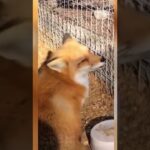 【あむあむあむ】#Shorts【動物おもしろ動画】